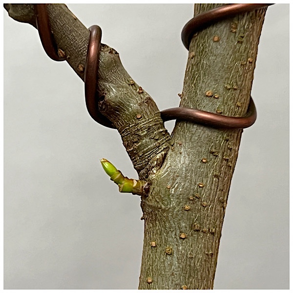 Baumprofil Amberbaum BonsaiTreff